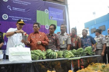 Pisang Pontianak masuk pasar ekspor