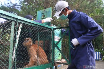 Pelepasliaran enam ekor lutung jawa ke habitatnya