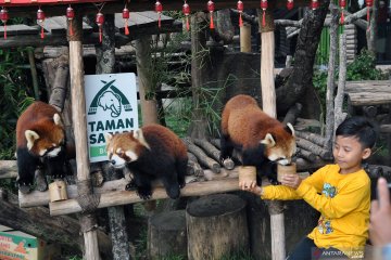 Wisata Istana Panda TSI