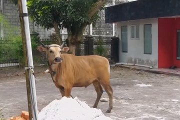 Sapi kurban mengamuk dan lari ke jalan