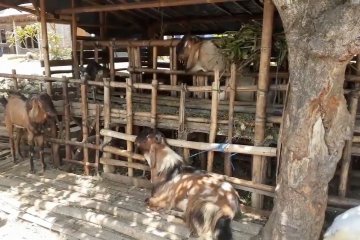 Sidak petugas Dispertan temukan kambing tidak layak Kurban