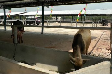 BRG dirikan Pusat Penelitian Kerbau Rawa