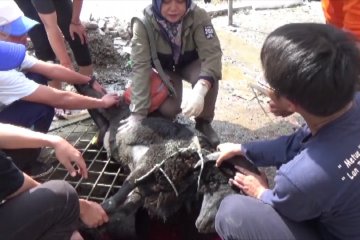 DPPKP Kota Cirebon sidak kesehatan daging kurban