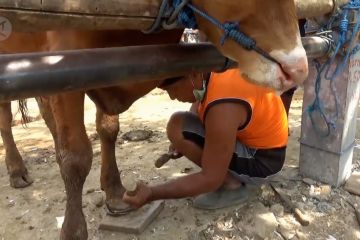 Bersolek sebelum disembelih sebagai hewan qurban