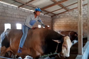 Jokowi pesan dua ekor sapi jumbo untuk warga Solo