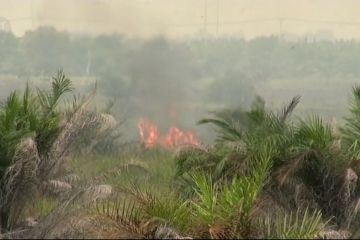 Lahan terbakar Sumsel Meluas di Muba dan Muara Enim