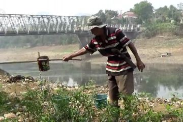 Warga manfaatkan sungai kering untuk bercocok tanam