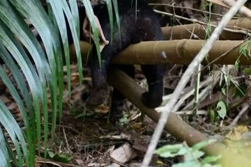 Beruang madu mati terjerat di hutan Riau