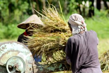 Melemahnya pertanian dan industri olahan lambatkan pertumbuhan ekonomi Sumbar