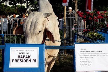 Presiden berkurban sapi di Masjid Al Akbar, Surabaya