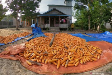 Kementan jamin pasokan jagung pakan tersedia hingga Maret 2020