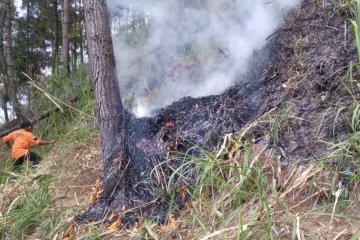 BPBD Magelang padamkan api di lereng Gunung Andong