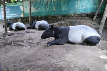 BBKSDA Sumut jelaskan satwa tapir dititipkan sementara di THPS
