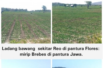Ladang Bawang