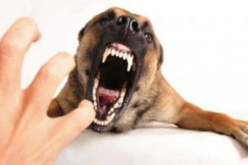 Akibat gigitan anjing rabies, satu anak di Manggarai-NTT meninggal