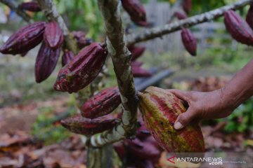 Kakao Ransiki Papua butuh investor untuk peremajaan, guna raih ekspor