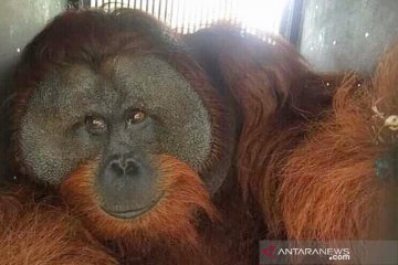 BKSDA Kalteng translokasi orangutan seberat 90 kilogram