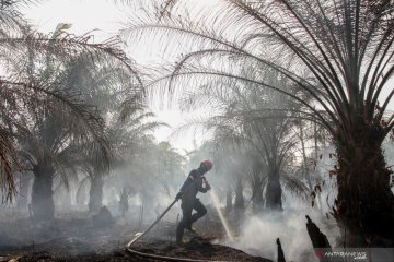 Polda Riau periksa 18 saksi terkait perusahaan diduga bakar hutan