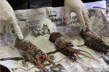 Polisi amankan nelayan NTB tangkap lobster tanpa izin di perarian  NTT