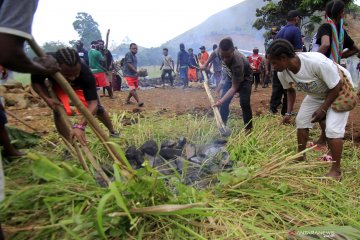 Papua Terkini - Bakar batu untuk perdamaian Papua