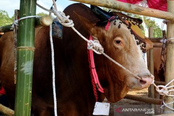 Kementan kembangkan sapi Belgian Blue di Bangka Belitung