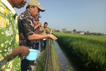 Tingkatkan produksi budidaya, KKP salurkan benih dan pakan ikan