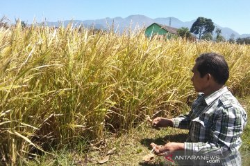 Pemkab Garut optimistis produksi padi aman meski ada serangan hama