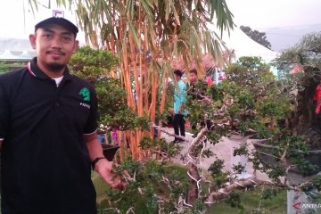 Bonsai Rp50 juta ramaikan Festival Florikultura 2019 di Padang