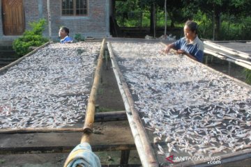 Ikan teri Lembata diminati untuk diekspor ke China