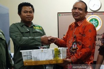 BKSDA Babel lepasliarkan 1.020 burung colibri