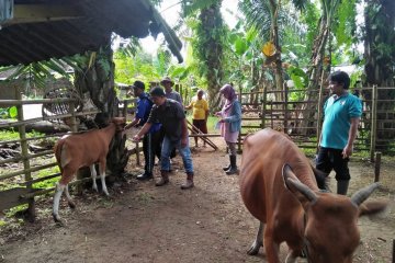 Akibat penyakit jembrana, 90 sapi di Mukomuko mati, sebut Distan