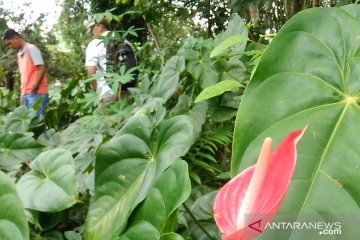 Bunga anthurium di Padang Panjang terjual 5.000 tangkai sepekan