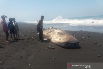 Seekor ikan hiu paus terdampar di Pantai Bambang Lumajang