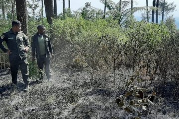 Kebakaran hutan Gunung Merbabu berhasil dipadamkan