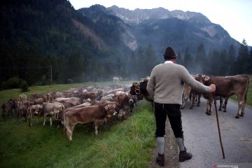 Tradisi memindahkan ternak sapi para petani Bavaria di Jerman