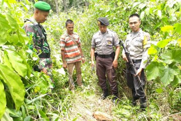 Seekor sapi mati diduga diterkam harimau sumatera di Aceh Selatan