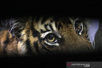 Harimau Sumatera diduga ikut terbakar saat kebakaran hutan