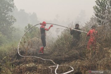 BRG: Pembenahan ekosistem gambut harus diperkuat untuk atasi karhutla