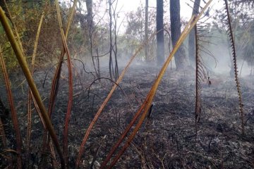 Perhutani: Kebakaran hutan di lereng Gunung Slamet dapat dikendalikan