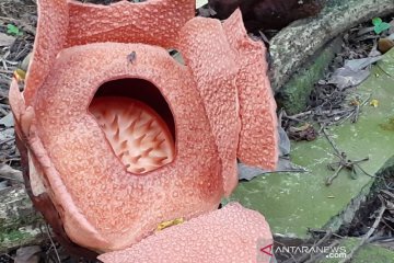 Rafflesia patma mekar keempat belas kalinya di Kebun Raya Bogor