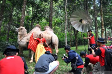 Lomba foto satwa 2019