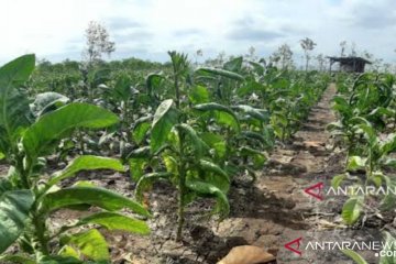 MPSI minta pemerintah lindungi pekerja pabrik rokok