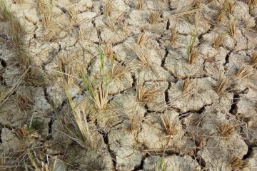 Ratusan hektare sawah di Tulangbawang Barat  kekeringan