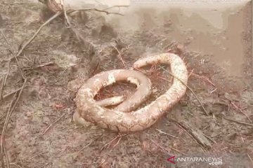 Banyak binatang terbakar saat kebakaran lahan di Kotawaringin Timur