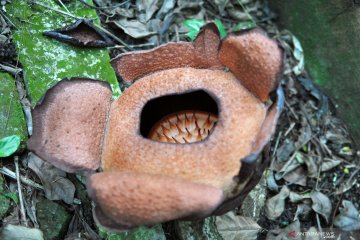 Bunga langka Rafflesia Patma mekar di Kebun Raya Bogor