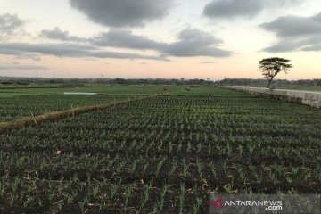 Pascapembangunan BIY, Pemkab Kulon Progo cetak sawah baru