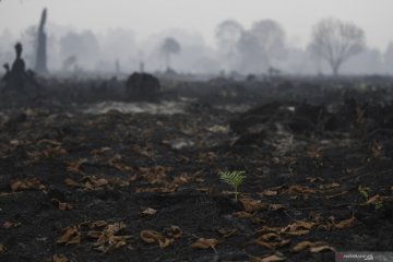 LIPI: Degradasi hutan ancam kelestarian spesies endemik