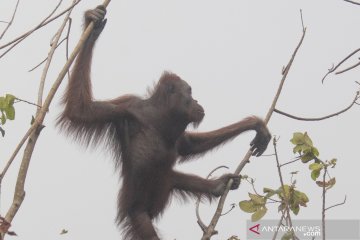 Evakuasi orangutan dari lokasi kebakaran hutan dan lahan