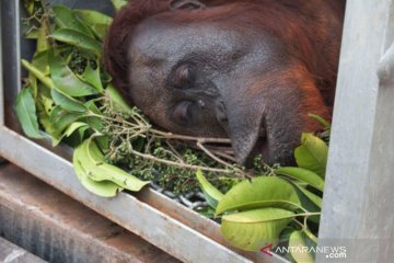 355 orangutan di pusat rehabilitasi terancam terpapar kabut asap