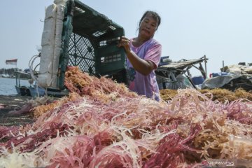 Sistem resi gudang rumput laut di Makassar permudah ekspor bagi petani